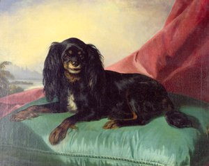 Een King Charles Spaniel op een Groene Kussen